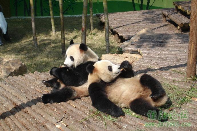 主题:南山竹海大熊猫