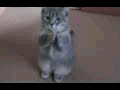 �����в�è