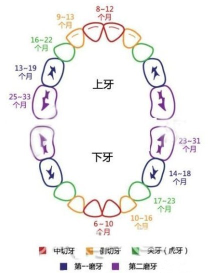 宝宝牙齿的生长顺序,妈妈们一定要搞清楚哦