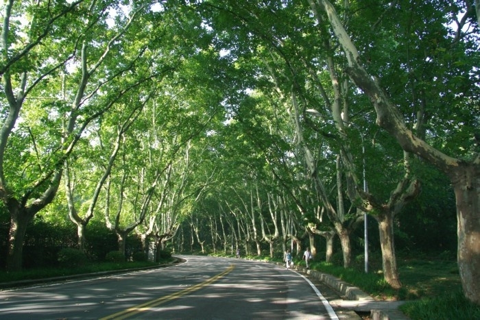 南京夜网 梧桐 图片合集