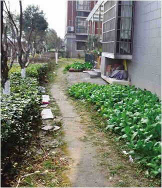 溧阳盛世华城小区绿化带成了 私家菜园 高清图片