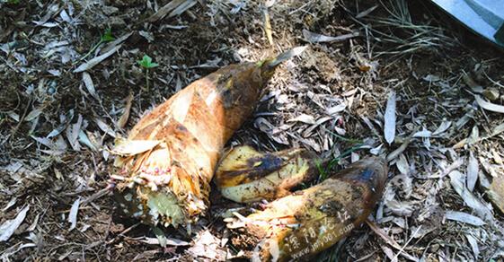 挖笋技巧图片大全