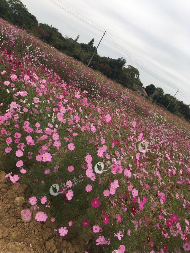 原乡别桥,塘马花海-溧阳论坛