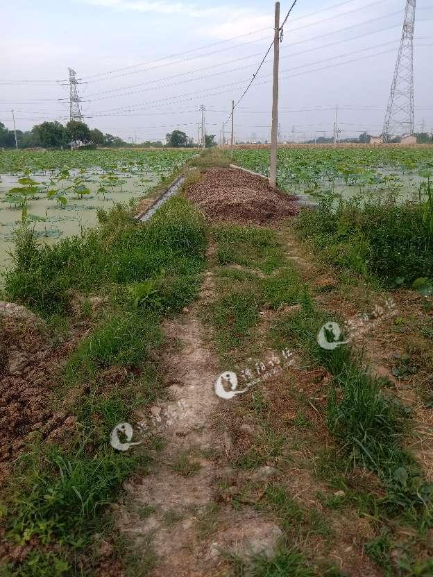 本人是溧阳南渡镇钱家圩大埂弯的村民,最近我们这种地
