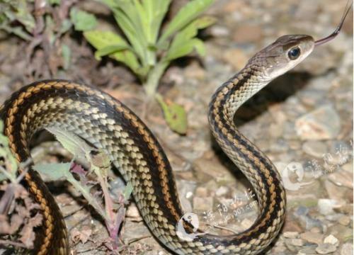 乌梢蛇,俗称乌蛇,乌风蛇,为游蛇科乌梢蛇属体形较大的无毒蛇,拉丁学