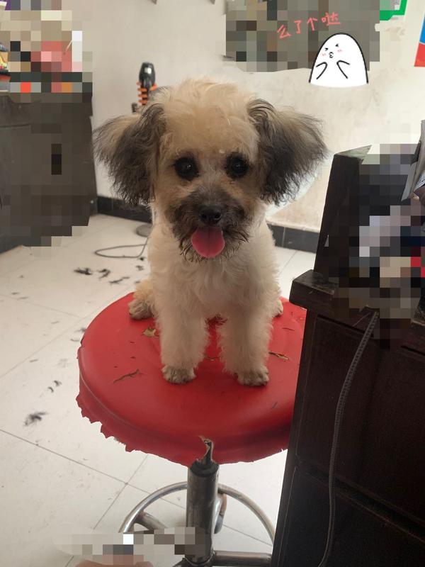 有没有谁家有小型犬领养