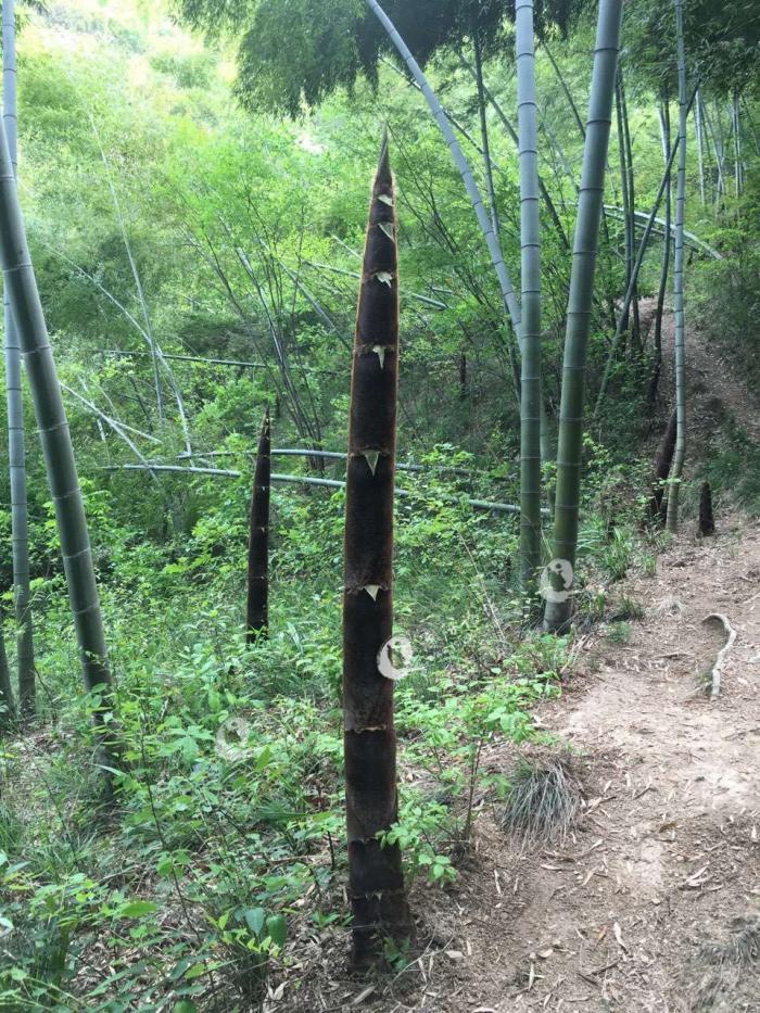 溧阳一年一度的挖笋季节,瞧!那么大个的笋怎么