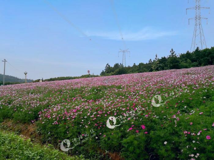 溧阳的七彩曹山,你们去看了吗?
