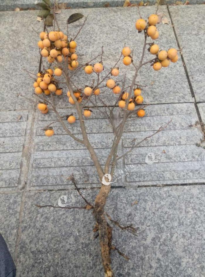 采野柿子喽!