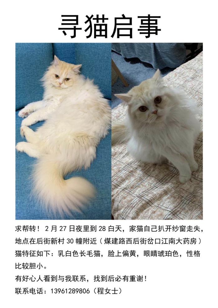 寻猫启事