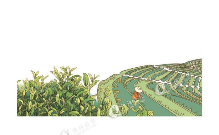 "采茶姑夫"