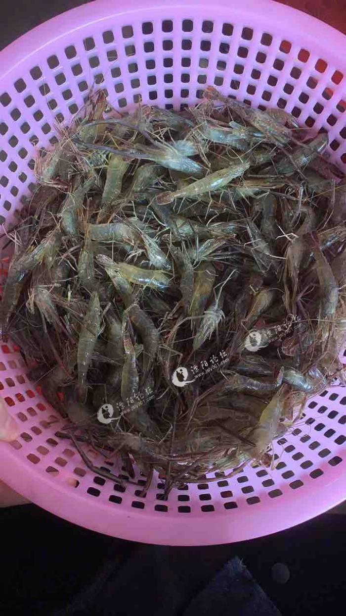 社渚青虾,农户的痛
