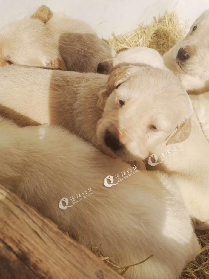 拉布拉多