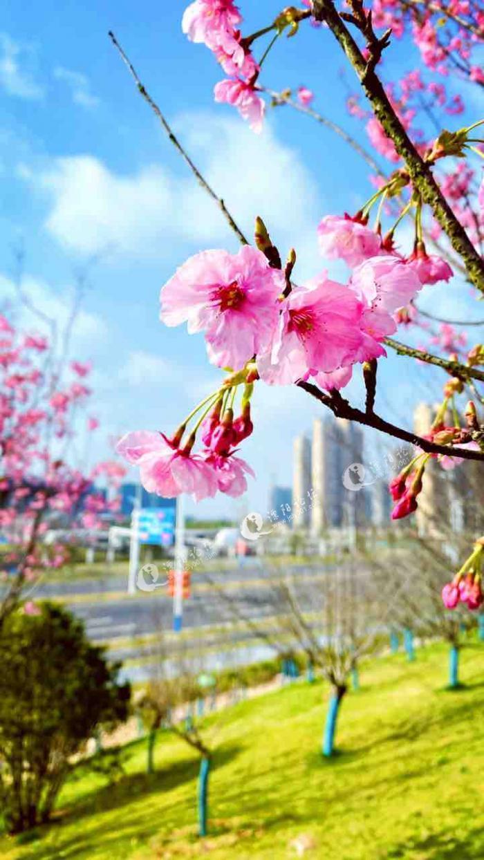 大山下约你来欣赏樱花