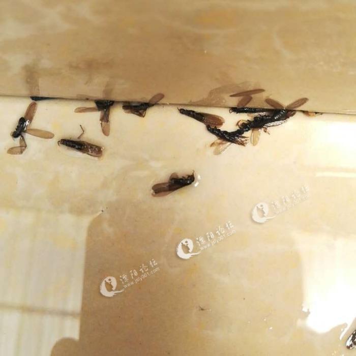 家里有好多飞蚂蚁,有知道的朋友们,如何能消灭它们吗?