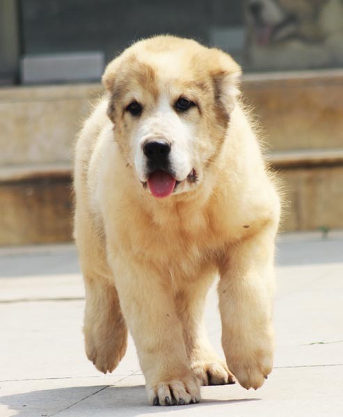 交易高加索 中亚犬