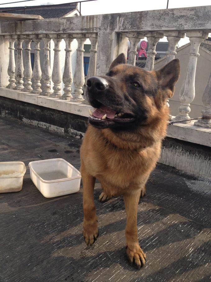 纯正云南警犬黑背征婚