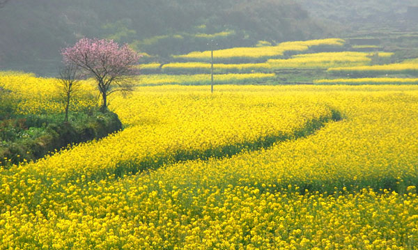 【婺源油菜花攻略】油菜花開啦!