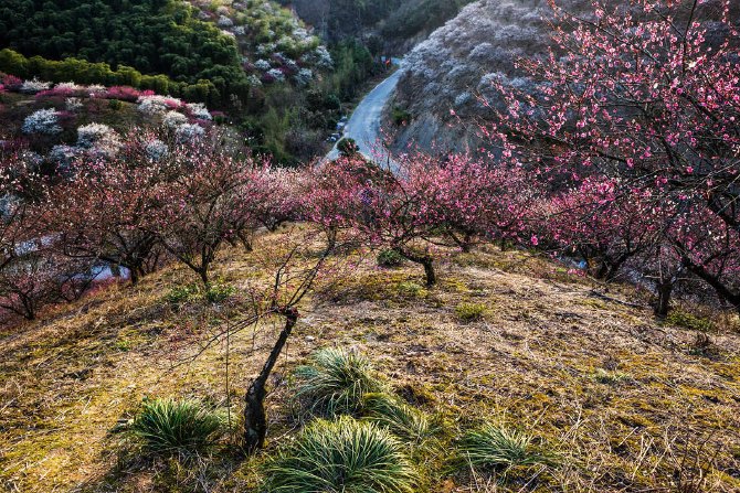 目及之處開滿了梅花,最妙就是爬到梅山俯瞰梅花