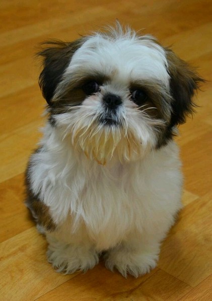 韩国引进种犬,赛级西施犬