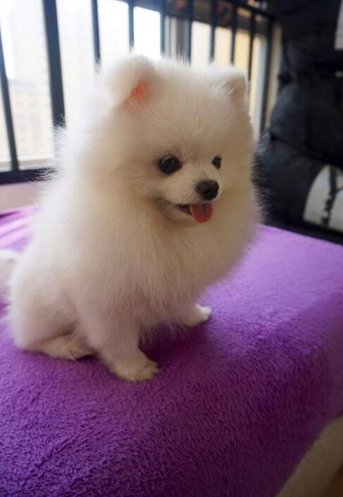 哈多利球形博美(包健康,包纯种,签协议)