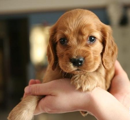 纯种可卡犬转让啦 小可卡是自己家里养大 可来看看