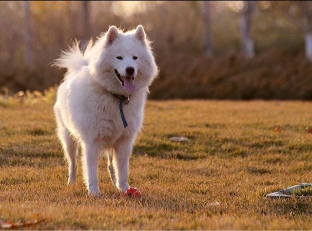 本人有只六个月大的萨摩耶犬因工作关系无法继续养它