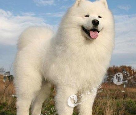 有好心且爱狗人士收养吗?