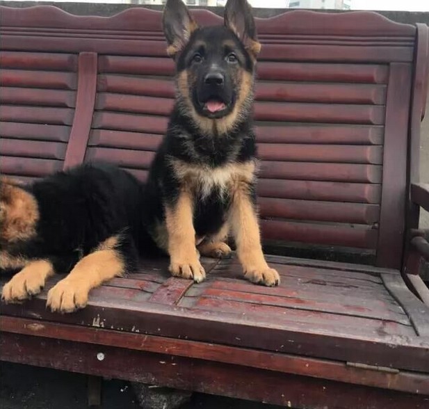 高品质德国牧羊犬,三个月健康保证