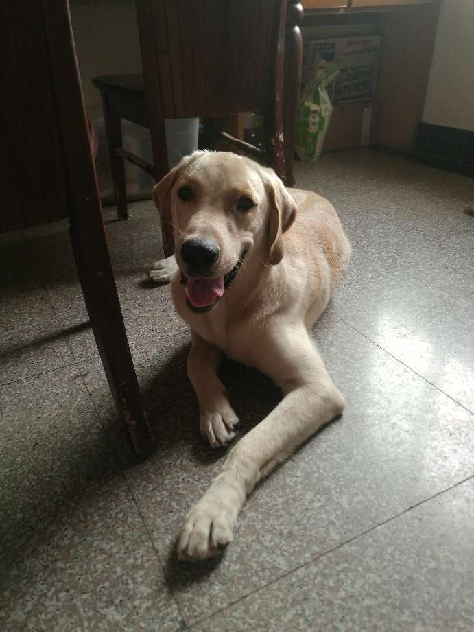 公拉布拉多想找个女朋友