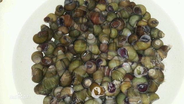 清明时节,除非明前茶,你是否爱上了溧阳的清明螺?-溧阳论坛