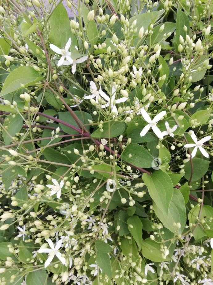 野生威灵仙花