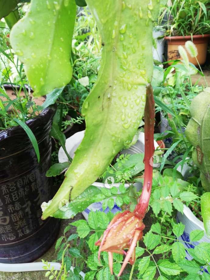 2019第一次昙花等待绽放