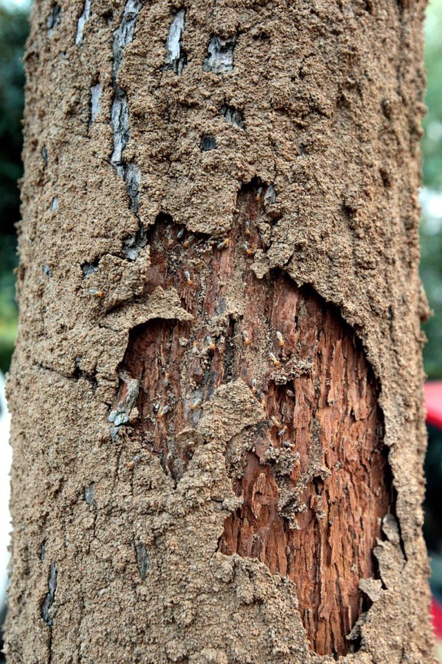 溧阳新房防治白蚁