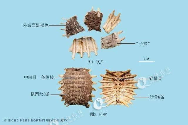 花甲内部结构解剖图图片