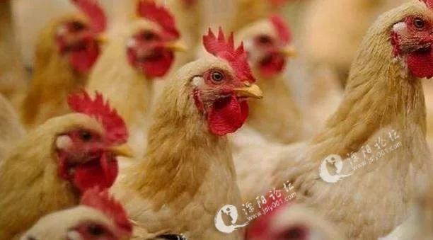 重磅关注!溧阳鸡!