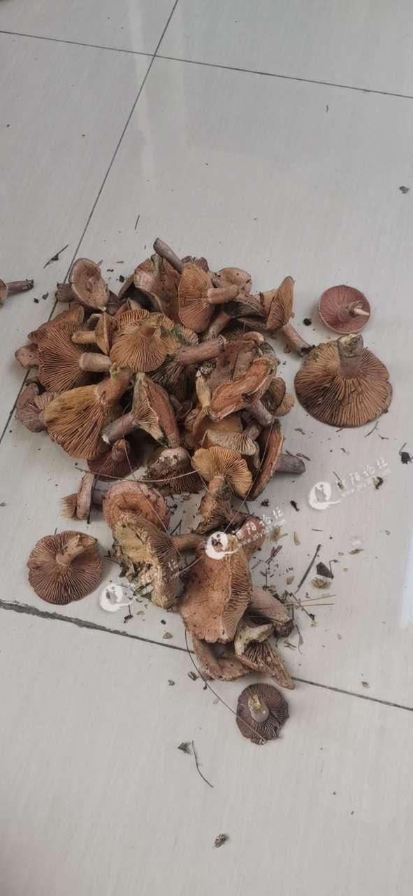 溧阳特产雁来蕈,又到了收货的季节!