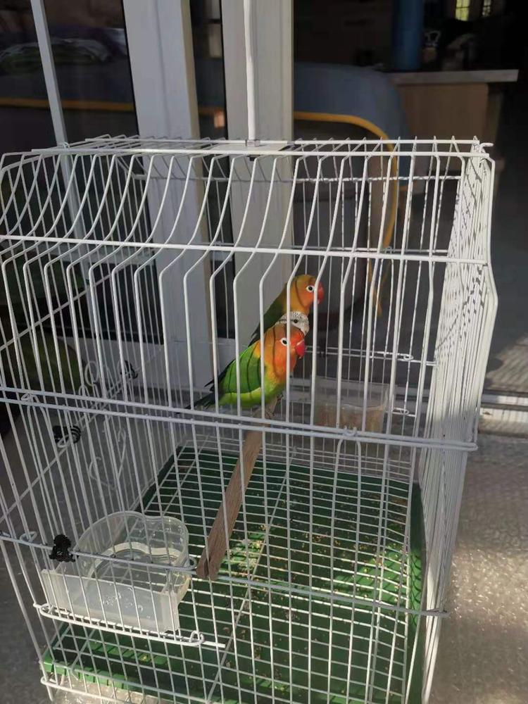 出售牡丹鹦鹉2只,虎皮鹦鹉1只.笼子,鸟食,100元