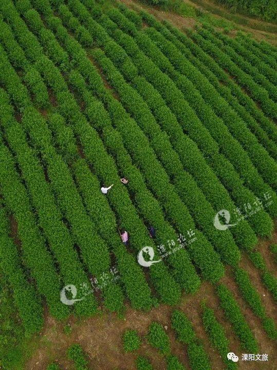 玉枝所产的天目湖白茶,香气馥郁,汤色鹅黄,滋味鲜爽,氨基酸含量是普通