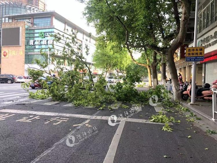 溧阳西大街上的梧桐树被风吹断横倒马路中央!