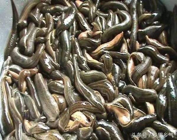 蚂蟥,在竹箦一村民眼里却是创业致富的"金宝贝"!