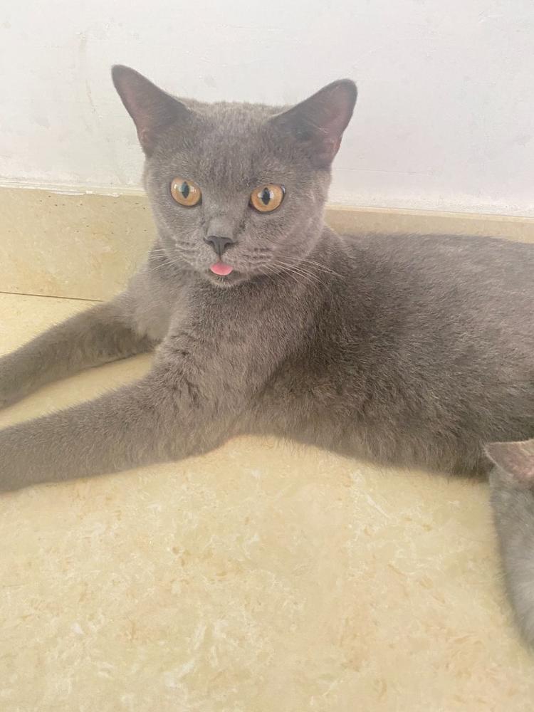 出售两只英短母猫