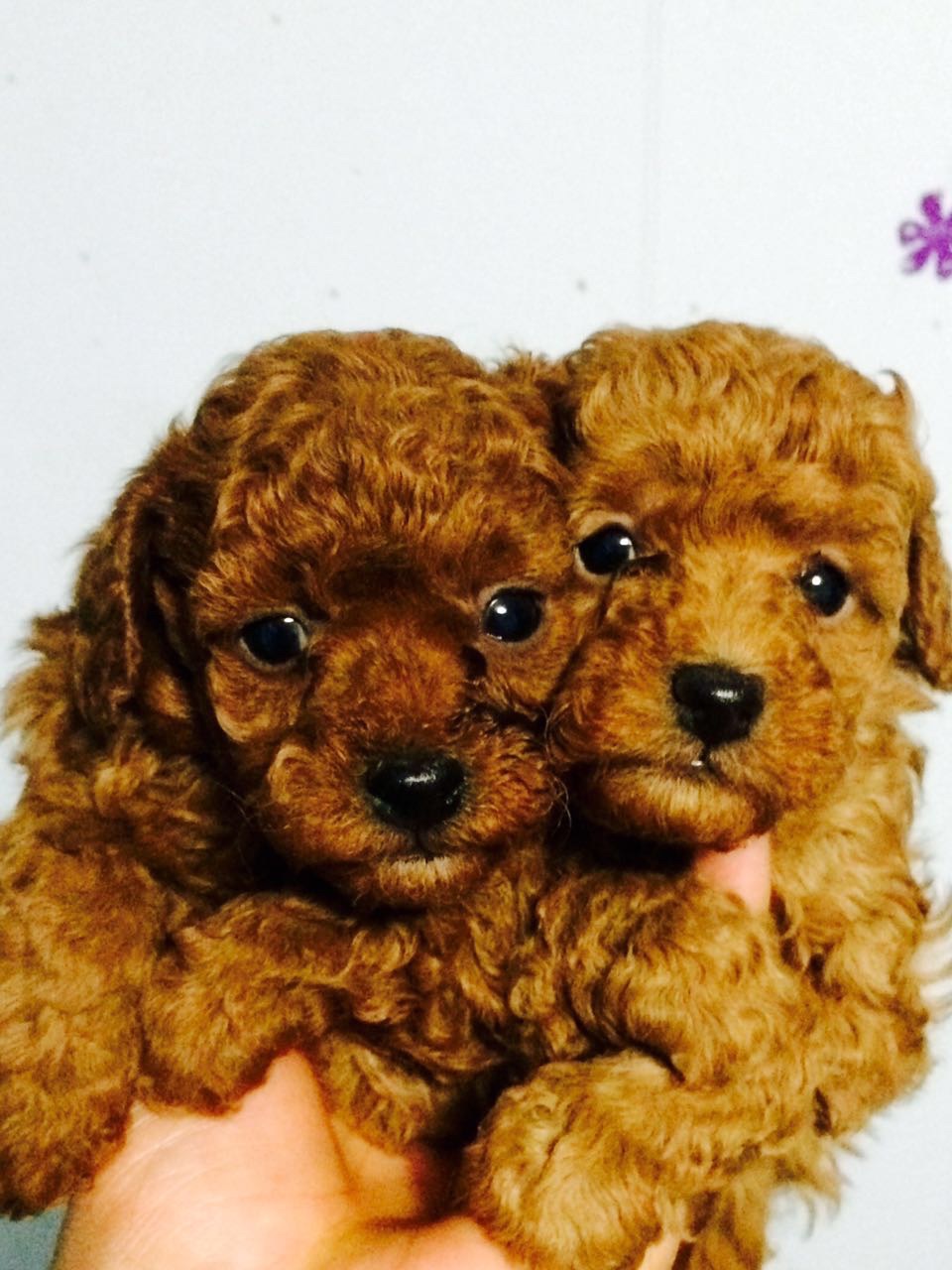 小体型泰迪宝宝