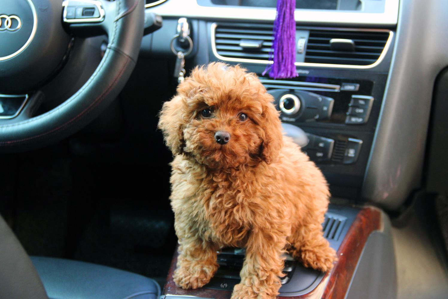 自家养黄色小玩具型苹果脸泰迪宝宝,已断尾,打针,附全家福美照,欢迎