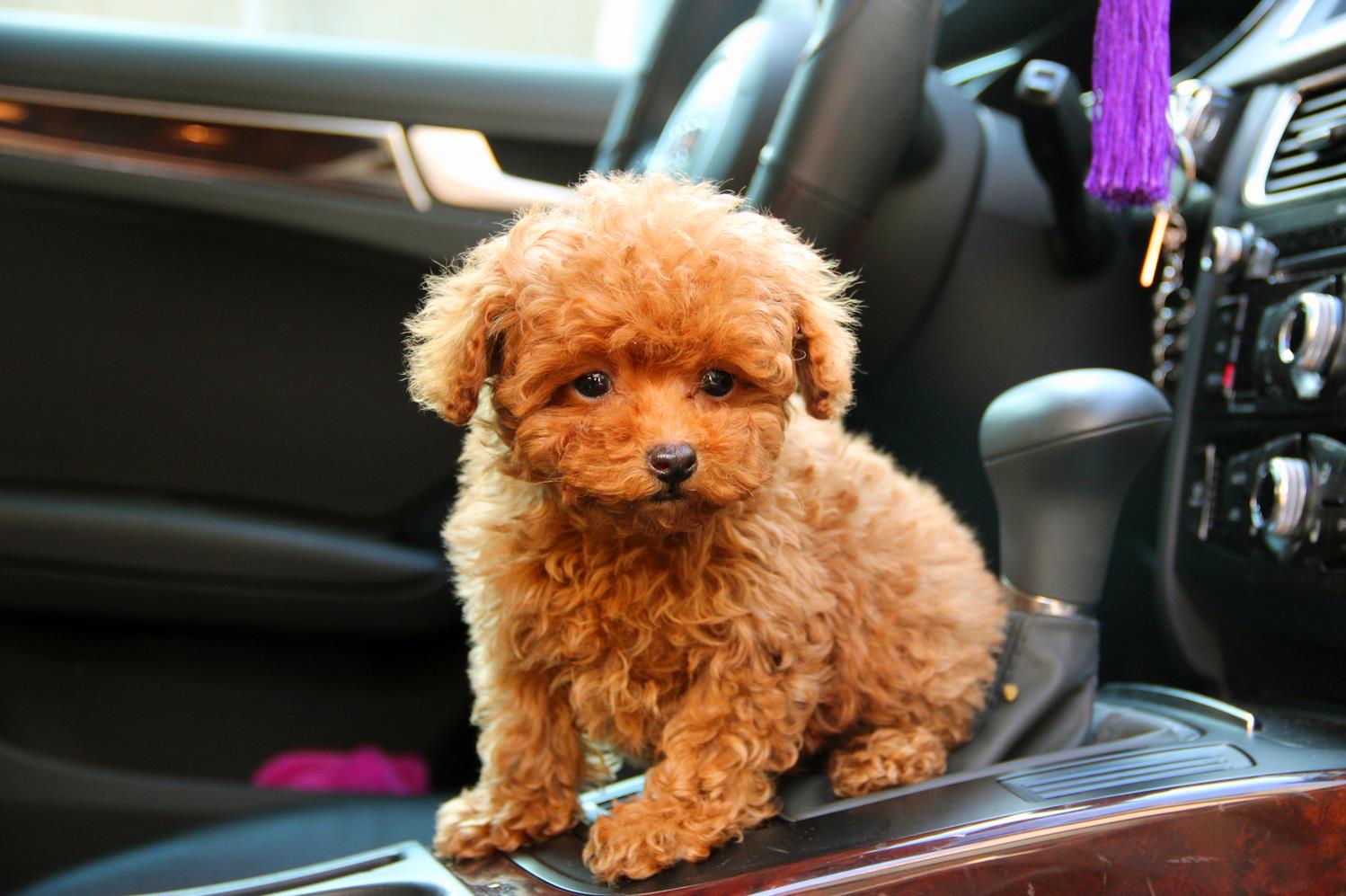 自家养黄色小玩具型苹果脸泰迪宝宝,已断尾,打针,附全家福美照,欢迎