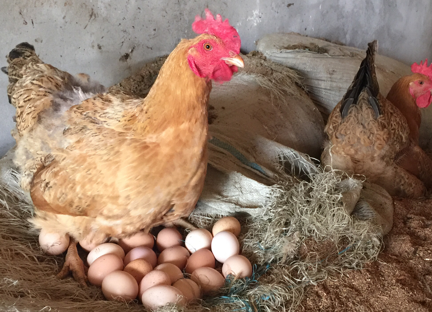 卖土鸡蛋,卖土鸡蛋,卖土鸡蛋啦