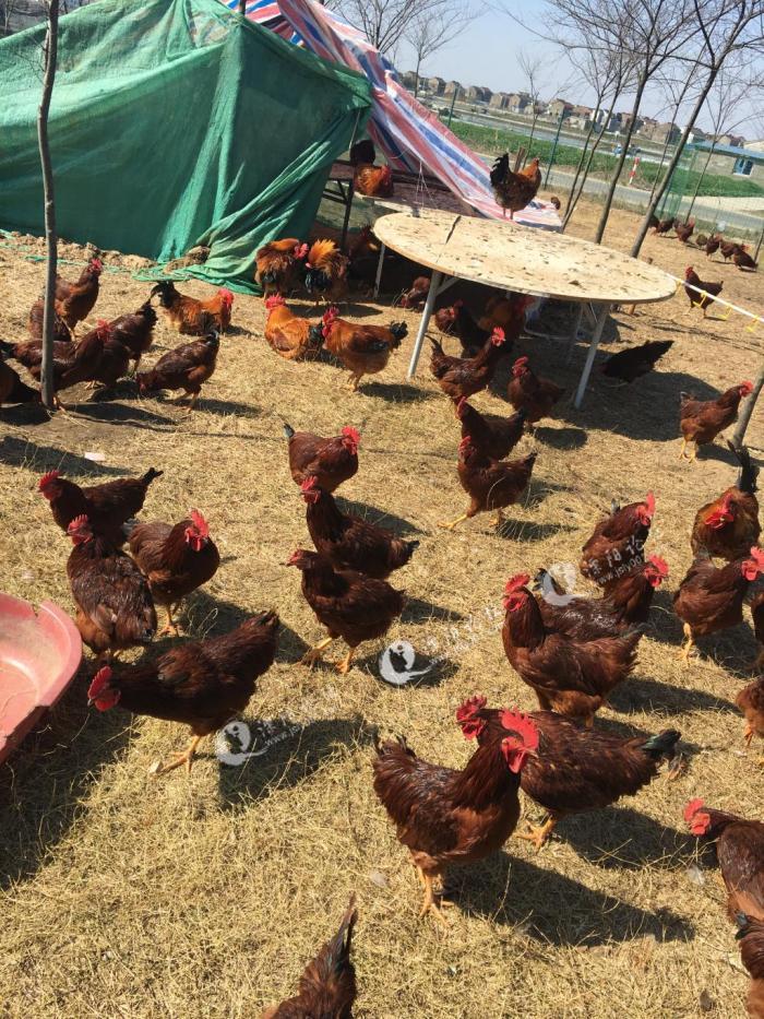 溧阳原生态三黄鸡,乌鸡