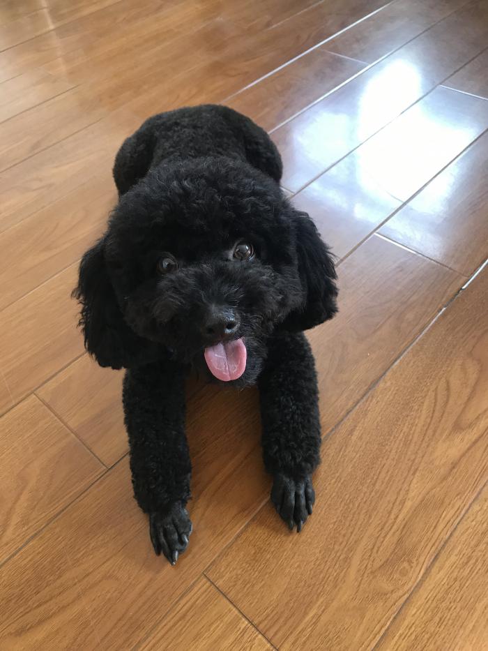 黑色公泰迪转让