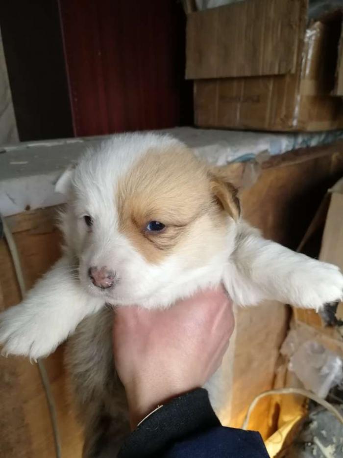 出售 柯基 边境牧羊犬 自家繁殖