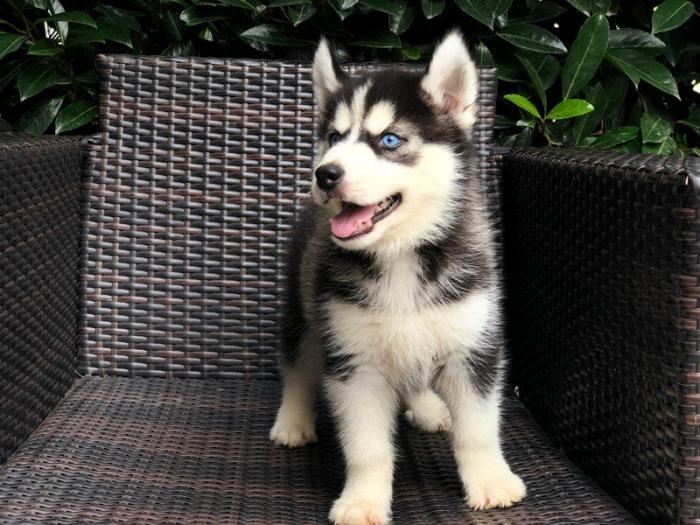 超级帅气哈士奇出售 精品纯种 三把火蓝眼